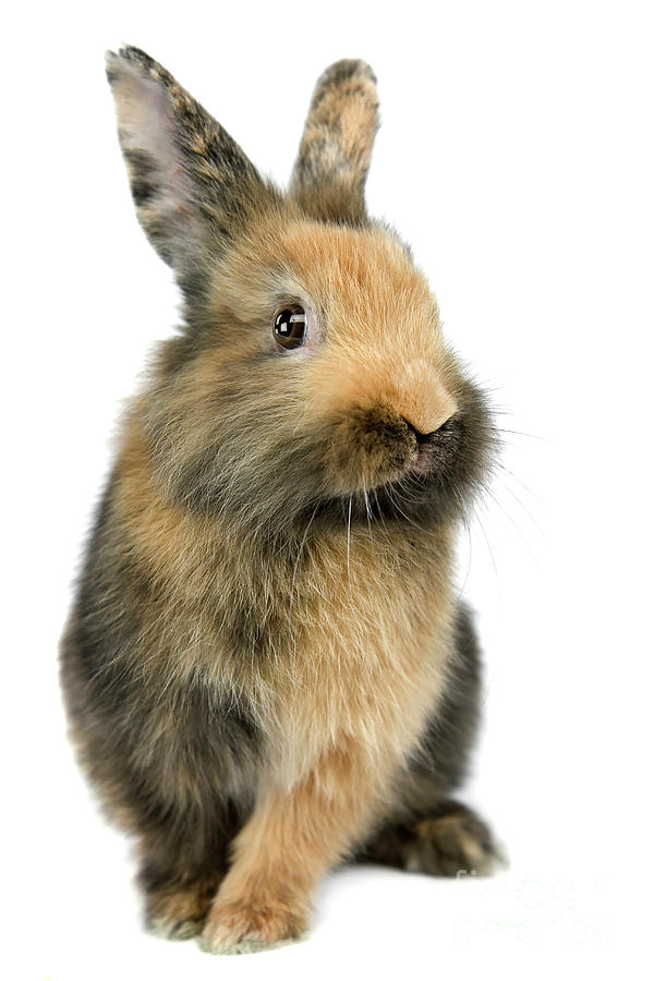 Bunny Joy Photograph