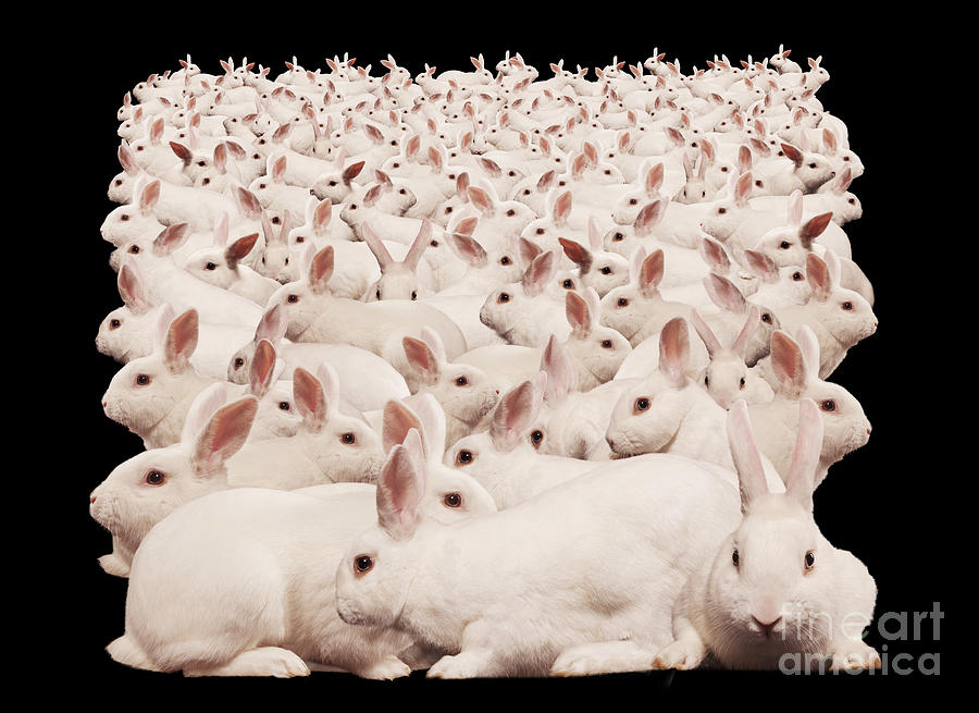 Rabbit Photograph - Bunny Madness by John Lund