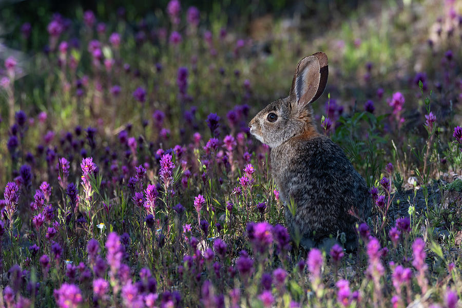 Bunny Photograph by Mary Hone