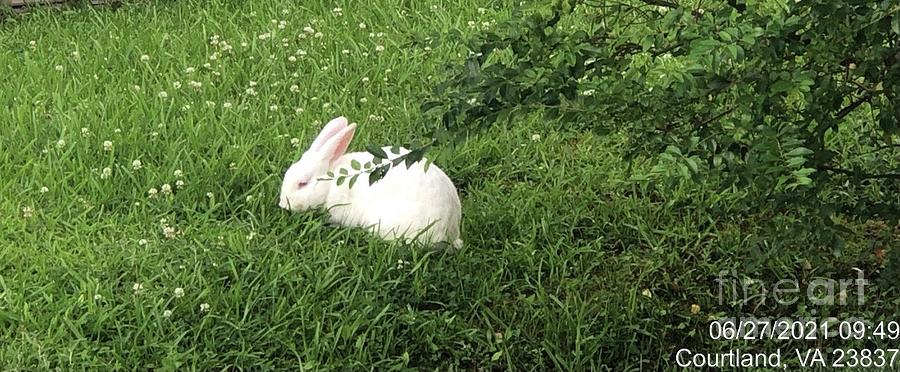 Bunny on the Green Photograph by Catherine Wilson