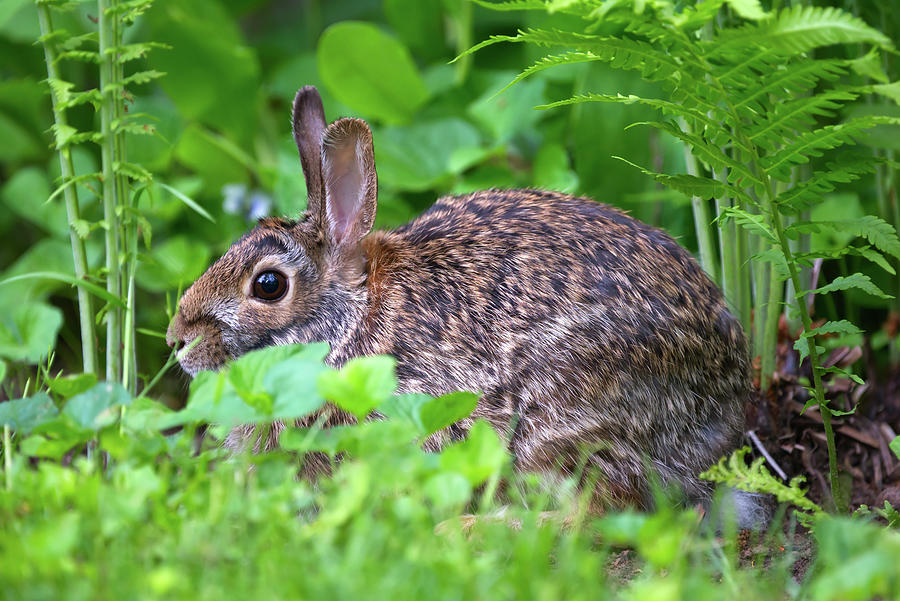 Bunny Profile Photograph by Flinn Hackett