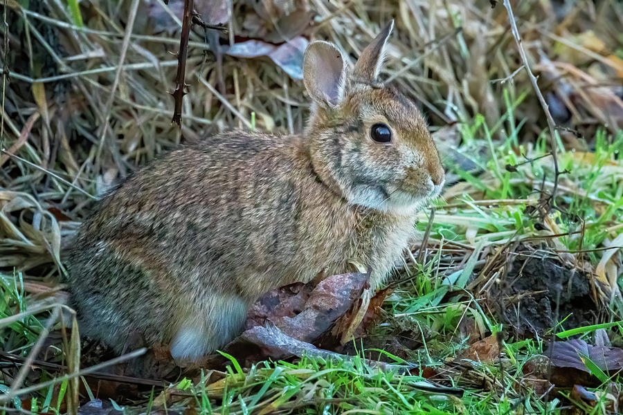 Bunny Rabbit At William L Finley Nwr Photograph