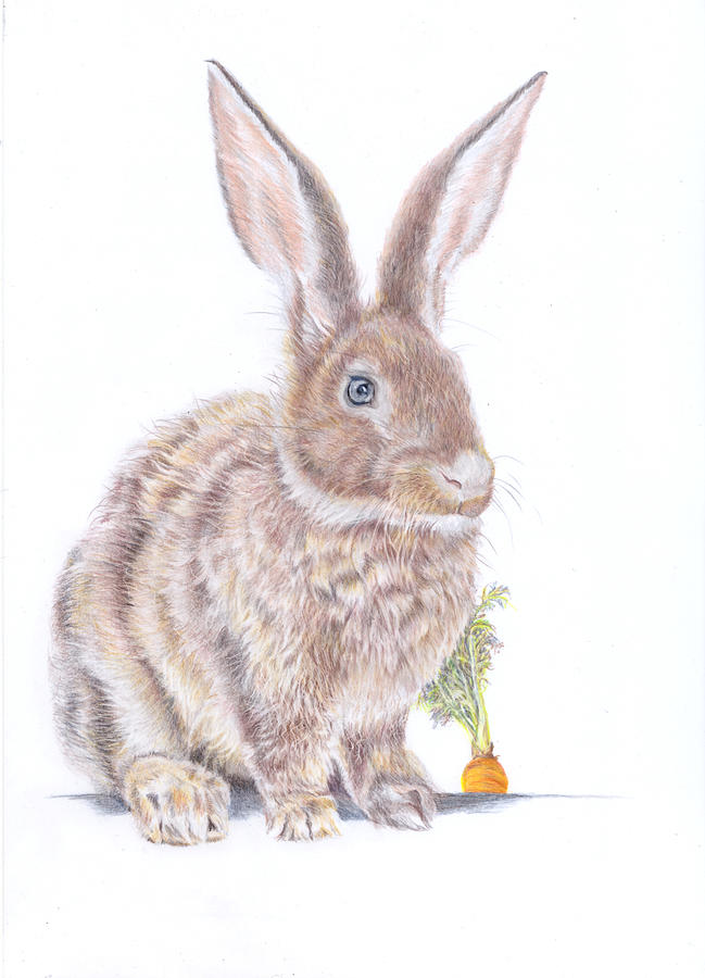 Wildlife Painting - Bunny Rabbit Big Ears by Debra Hall