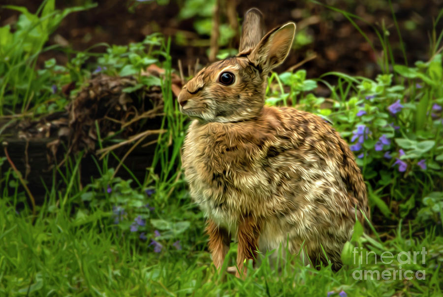 Bunny Rabbit in Digital Oil Painting Photograph by Sandra Js