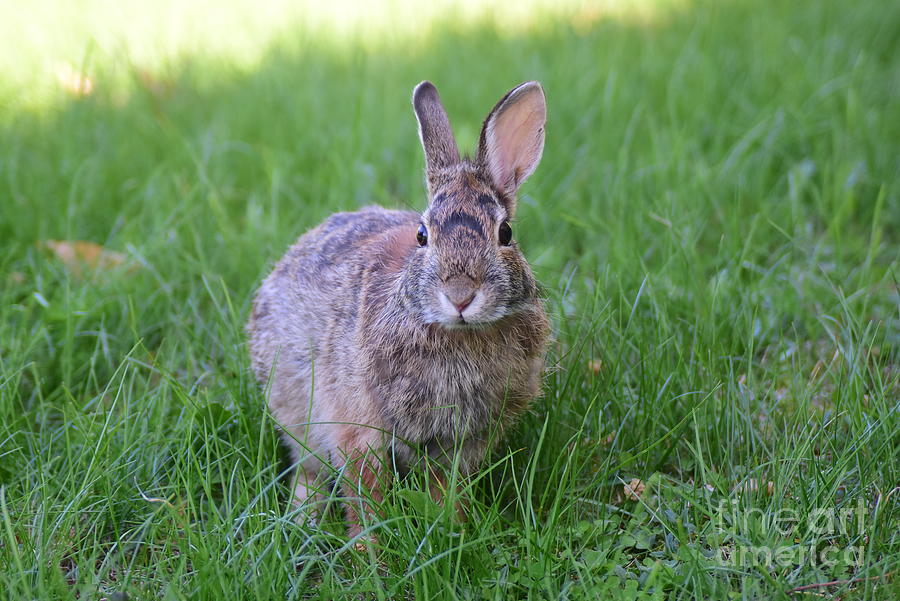 Bunny Rabbit Photograph