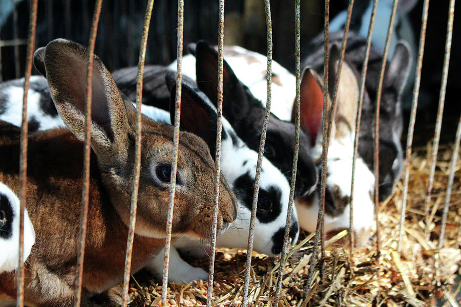 Bunny Rabbits For Sale Photograph by Cynthia Guinn