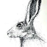 Bunny Study Drawing