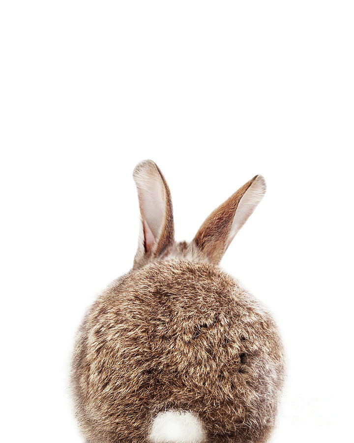 Bunny Tail, Baby Rabbit, Baby Animals Art Print By Synplus Digital Art 