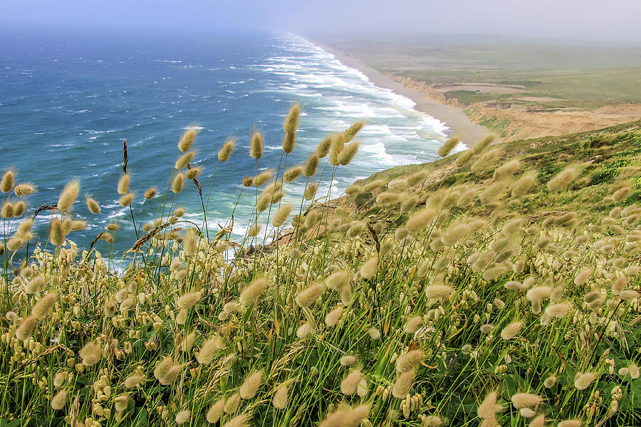 Bunny Tails at Point Reyes Shore Photograph by Dawn Richards