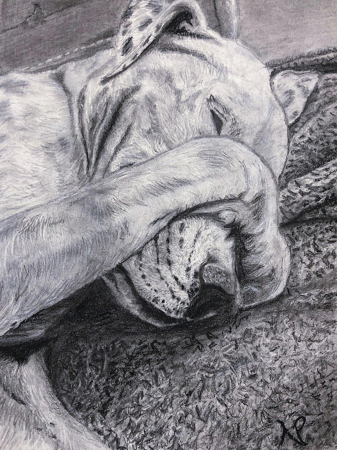 Bunny the Pit Drawing by Nicole Pedra