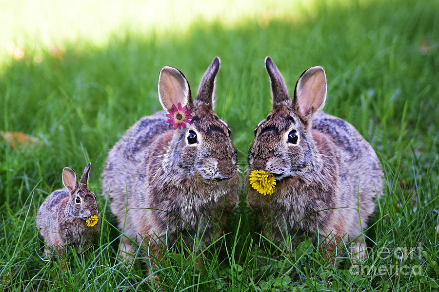 Bunny Trio Bunnies Enjoying A Dandelion Dinner Photograph