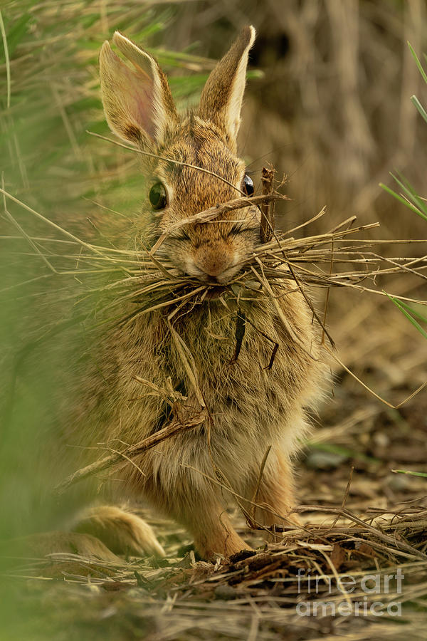 Summer Photograph - Bunny with Her Sticks by Nancy Gleason