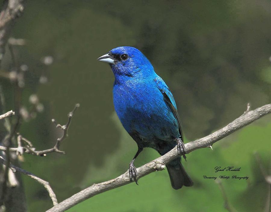 Buntings Around-4 Photograph by Gail Huddle - Fine Art America