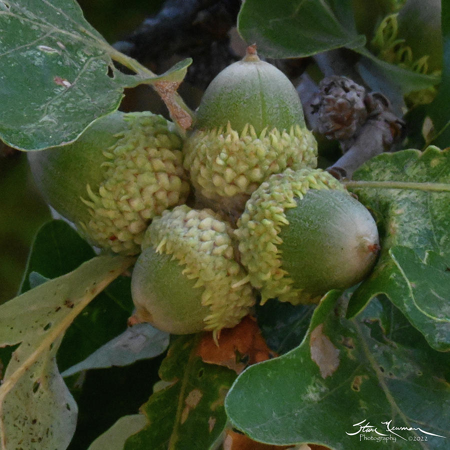 Bur Oak Acorn Cluster Photograph by Steven Newman - Fine Art America