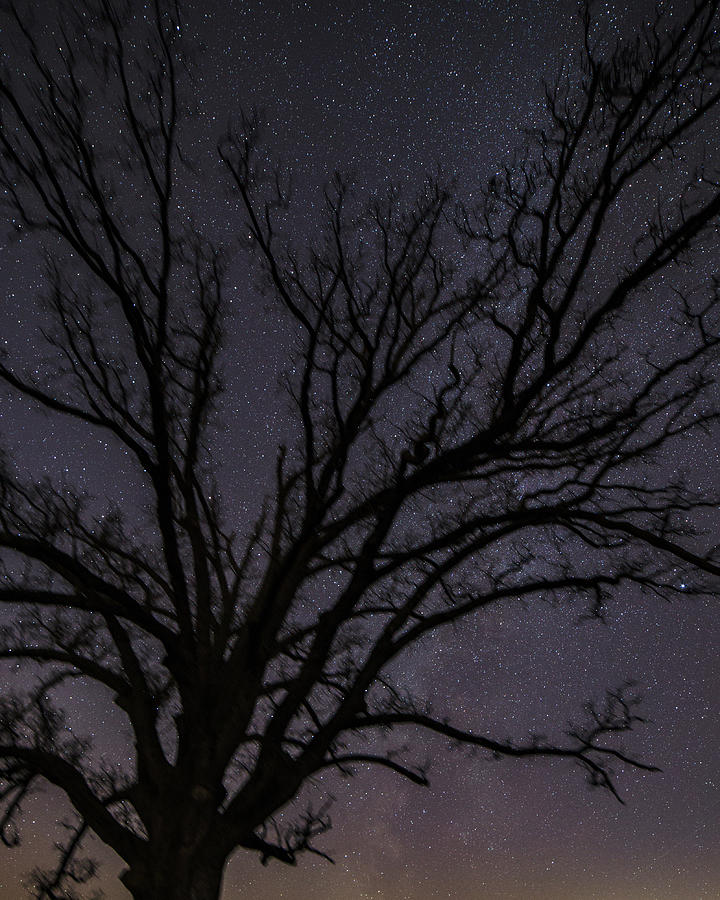 Bur Oak Photograph by Kyle McCubbin - Fine Art America