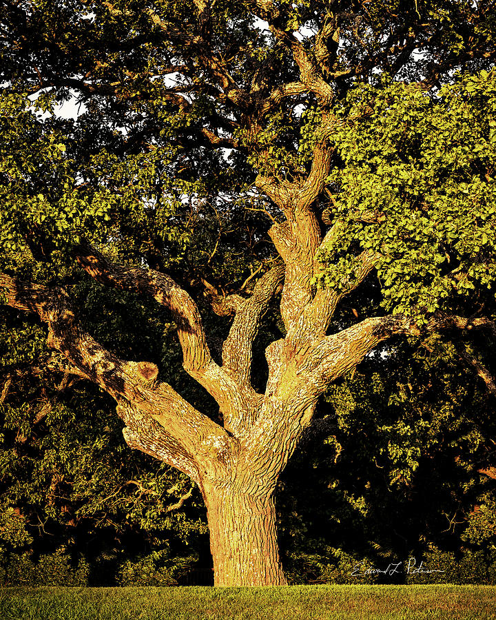 Bur Oak Tree Photograph by Ed Peterson