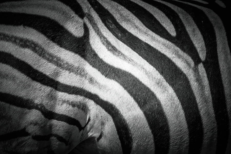Burchelles Zebra Photograph by Keith Carey