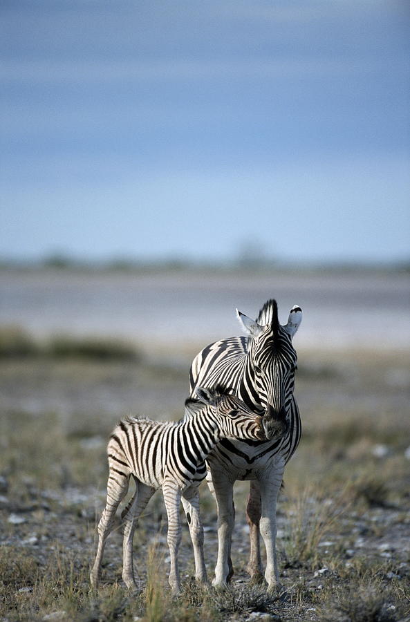 Burchells Zebra (Equus burchelli) and young Photograph by John Giustina