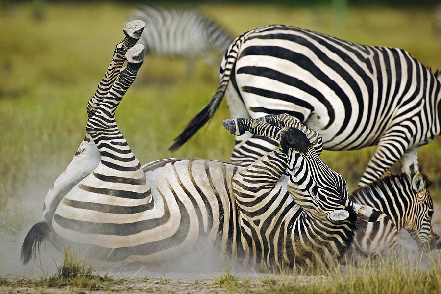 BurchellÃ­s zebra, Equus burchelli, dust bathing to rid skin of parasites. Amboseli National Park Kenya. Dist. Southern Central & Eastern Africa Photograph by Martin Harvey