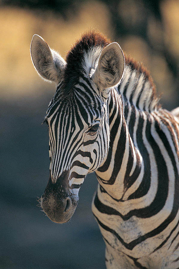 Burchells Zebra (Equus burchelli) Photograph by Natphotos