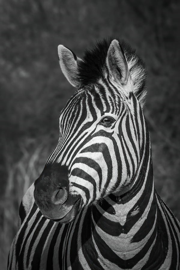 Burchells Zebra Photograph by Keith Carey
