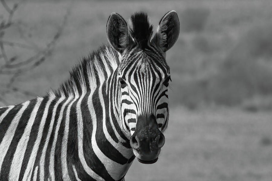 Burchells Zebra portrait Photograph by Keith Carey