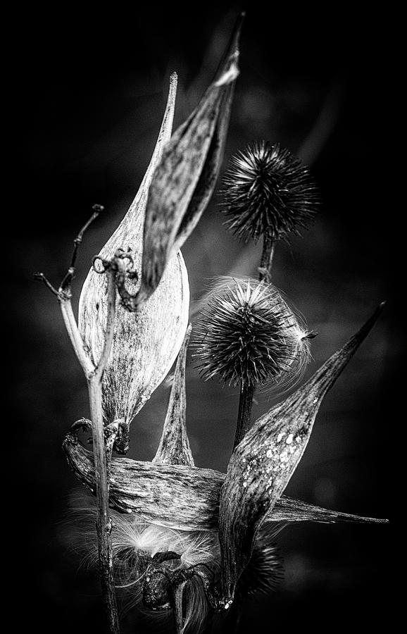 Burdock Plant and Milkweed Pods Photograph by Cate Franklyn