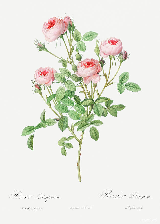 Burgundian Rose Painting by World Art Collective