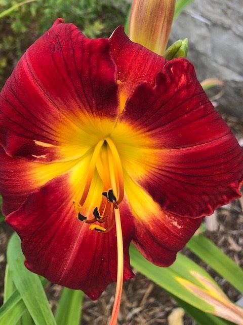 Burgundy and gold Tiger Lilly Photograph by Leslie Williams - Fine Art ...