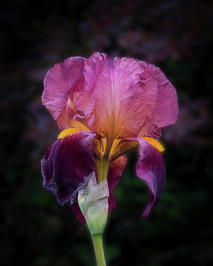 Iris Photograph - Burgundy Bearded Iris Bloom by Patti Deters