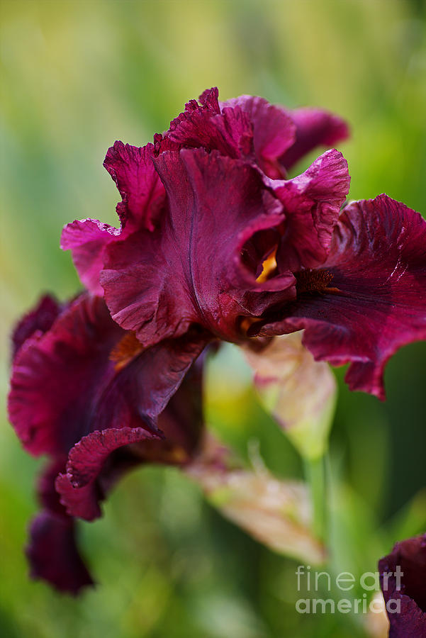 Burgundy Bearded Iris  Photograph by Joy Watson
