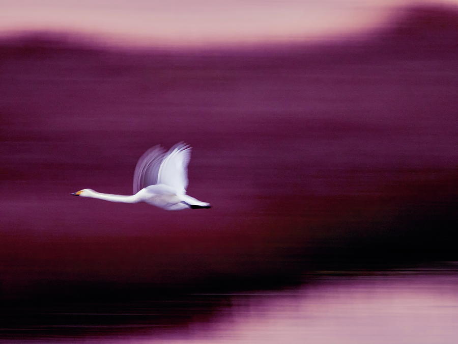 Burgundy colors. Whooper swan Photograph by Jouko Lehto