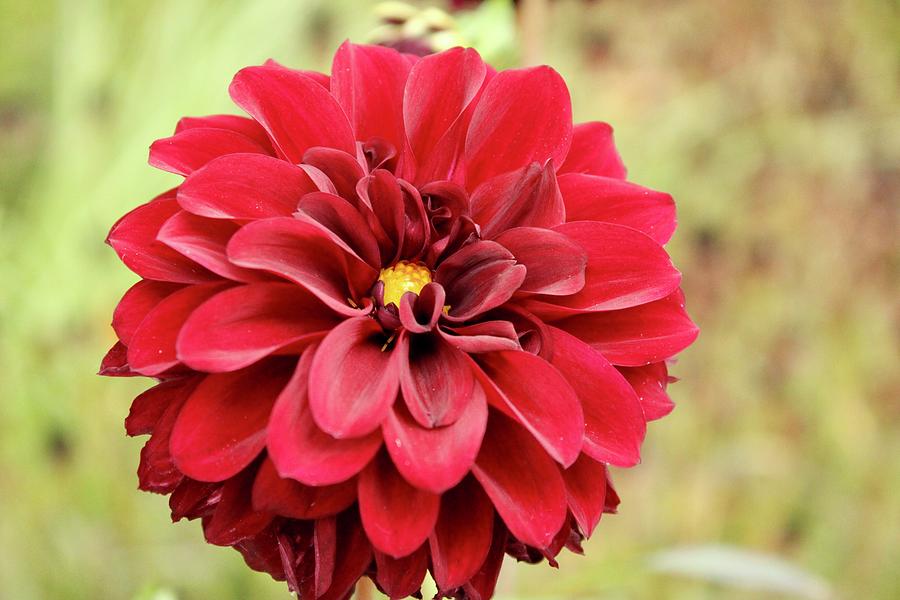 Burgundy Dahlia Bloom Photograph by Patricia Oldfield - Fine Art America