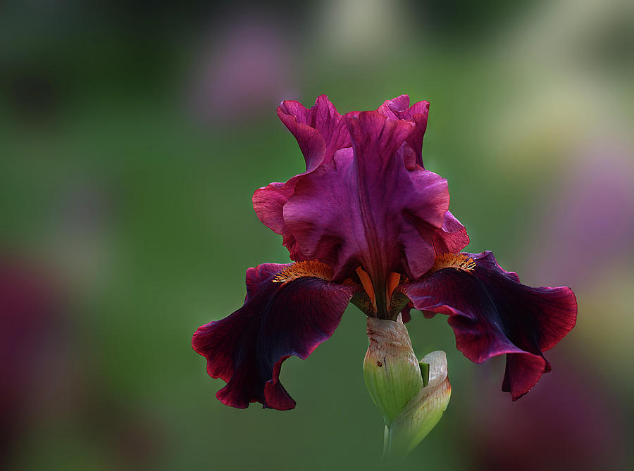 Burgundy Iris Art Flower Photo Photograph by Lily Malor