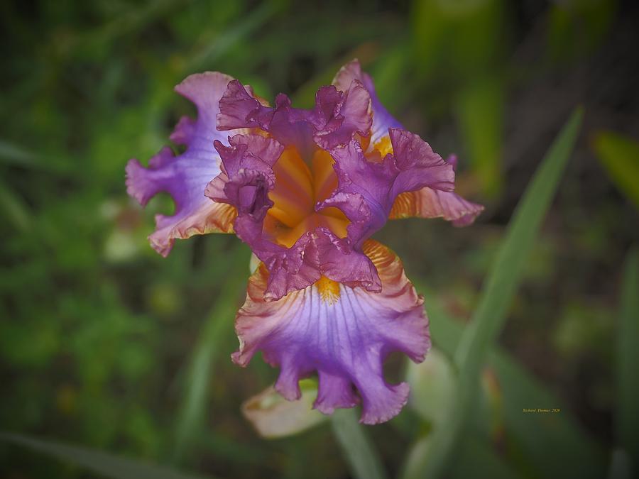 Burgundy Iris Beauty Photograph by Richard Thomas