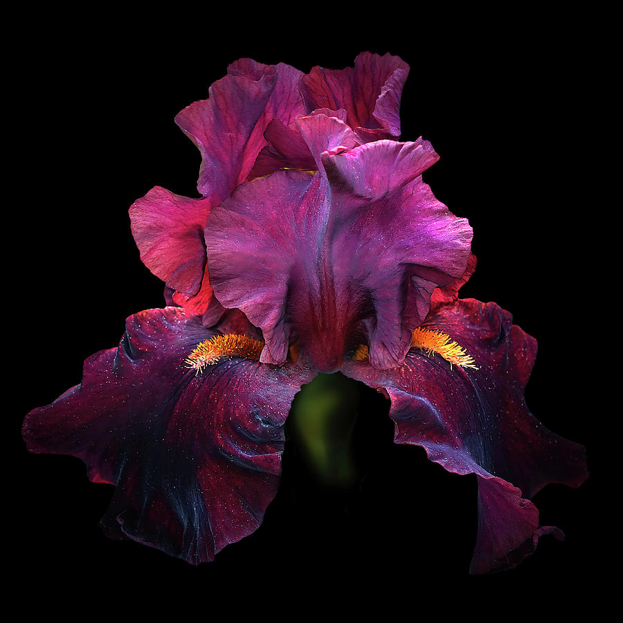 Burgundy Iris  Photograph by Lily Malor