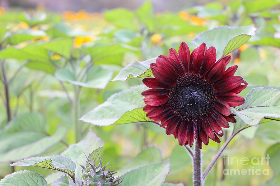 Burgundy Red Sunflower Photograph by Vivian Krug Cotton