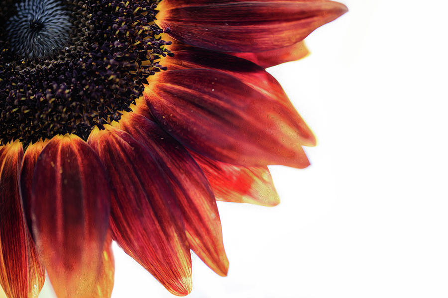 Burgundy Sunflower Photograph by Nicole Engstrom