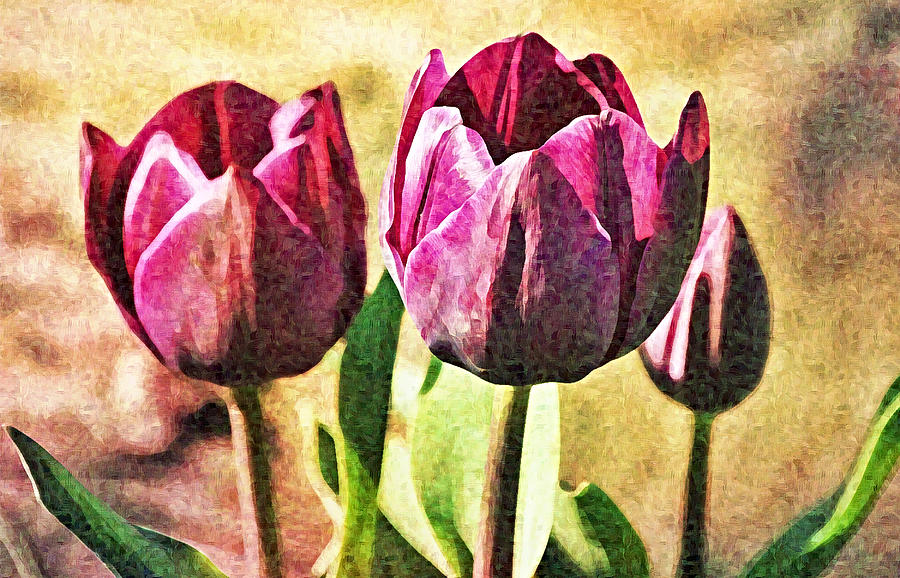 Burgundy Tulip Trio Impressionist Photograph by Gaby Ethington | Fine ...