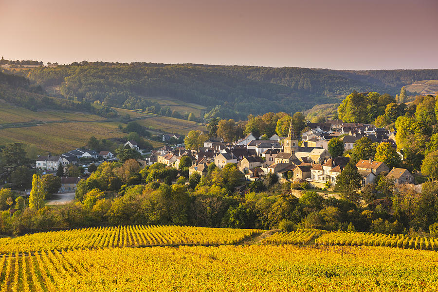 Burgundy vineyards in autumn, Pernand-Vergelesses, France Photograph by © Marco Bottigelli