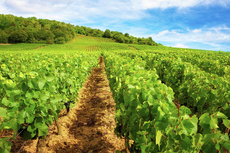 Burgundy vineyards - Orton glow Edition  Photograph by Jordi Carrio Jamila