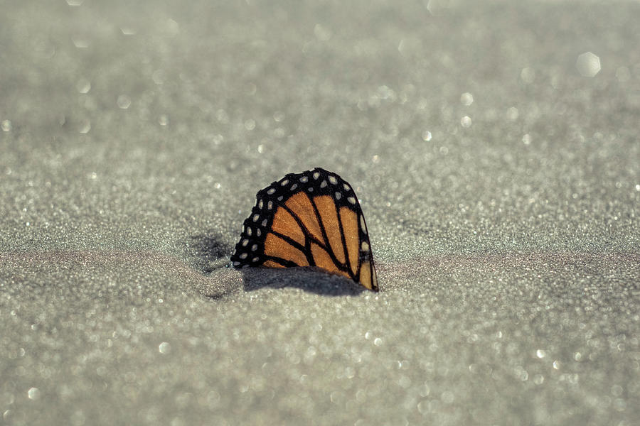 Buried Butterfly Photograph by Carolyn Hutchins
