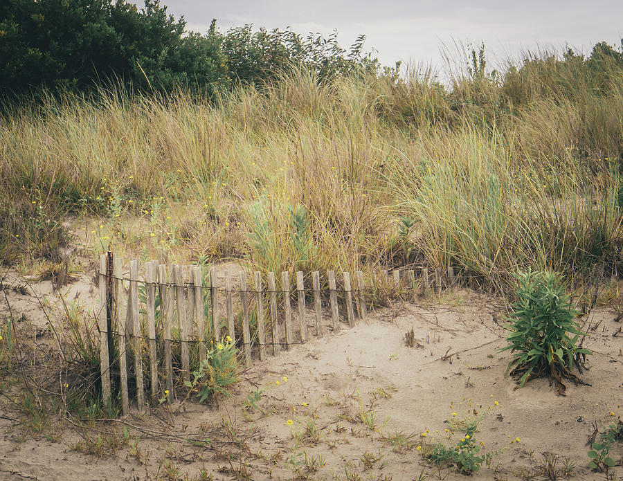 Buried Sand Fencing Photograph by Jason Fink