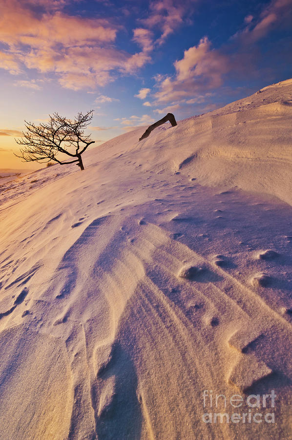 Buried tree in snow, Peak District, England Photograph by Neale And Judith Clark