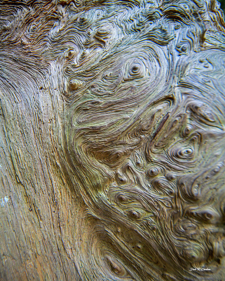 Burl Abstract Photograph by Dale R Carlson