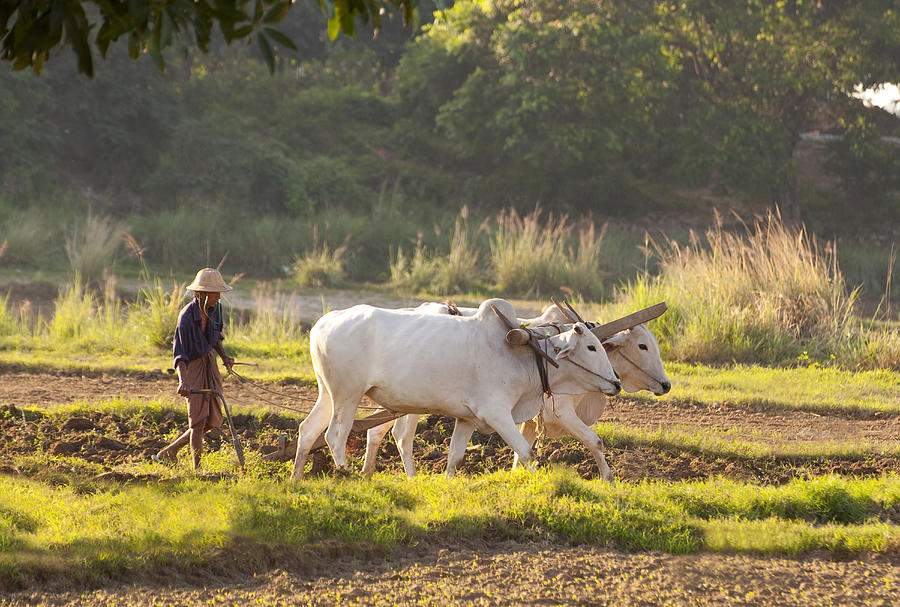 Burmese Farmer Plowing in Mandalay Myanmar. Photograph by Nancy Brown/Bass Ackwards