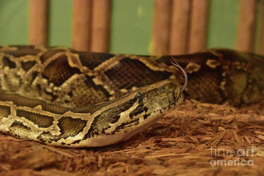 Burmese Python Snake Sticking His Tongue Out Photograph by DejaVu ...