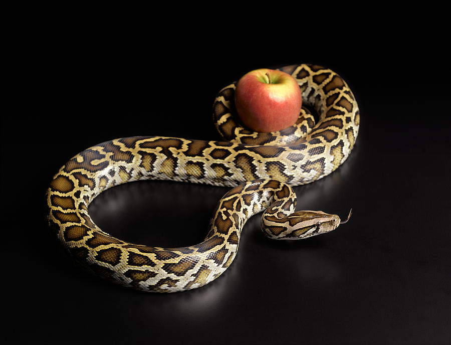 Burmese python squeezing apple Photograph by Peter Dazeley