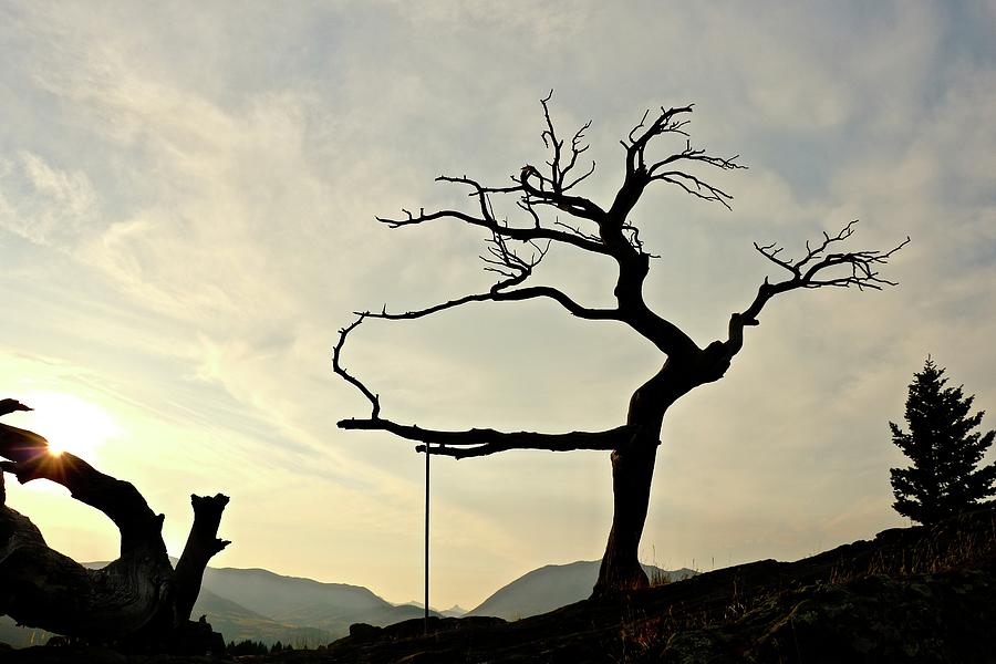 Burmis Tree Photograph by Brian Sereda