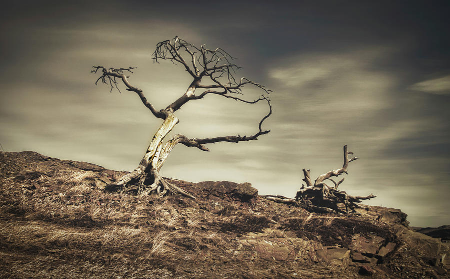 Nature Photograph - Burmis tree by Thomas Nay